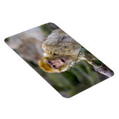 シルバニアヌス マグネット (右側)