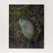 シルバーオスのボタンウズラの芝生 ジグソーパズル (縦)