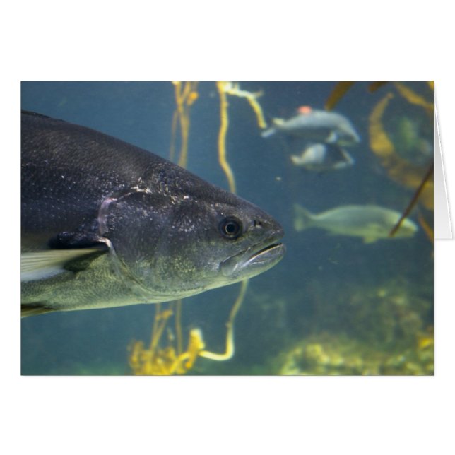 シルバーサーモンカード (正面横)