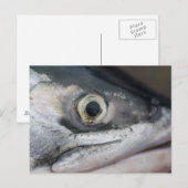 シルバーサーモン顔 ポストカード (正面/裏面)