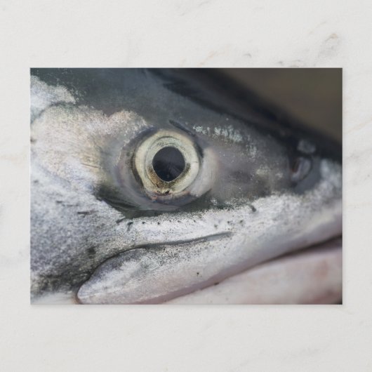 シルバーサーモン顔 ポストカード (正面)