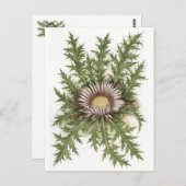 シルバーシスルコレクション ポストカード (正面/裏面)