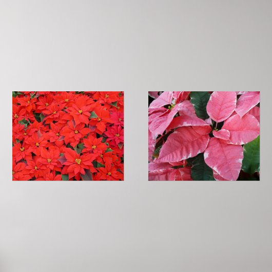 シルバースターマーブルポインセティアスピンクホリデイフローラ (正面)