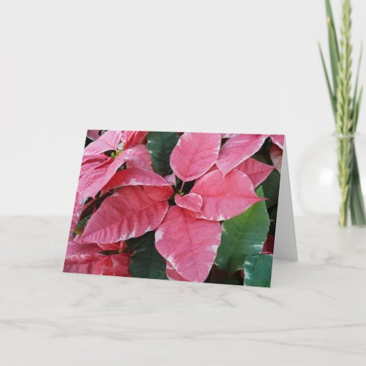 シルバースターマーブルポインセティアスピンクホリデイフローラ シーズンカード (正面)