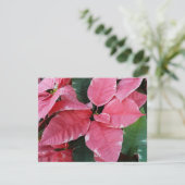 シルバースターマーブルポインセティアスピンクホリデイフローラ シーズンカード (スタンド正面)