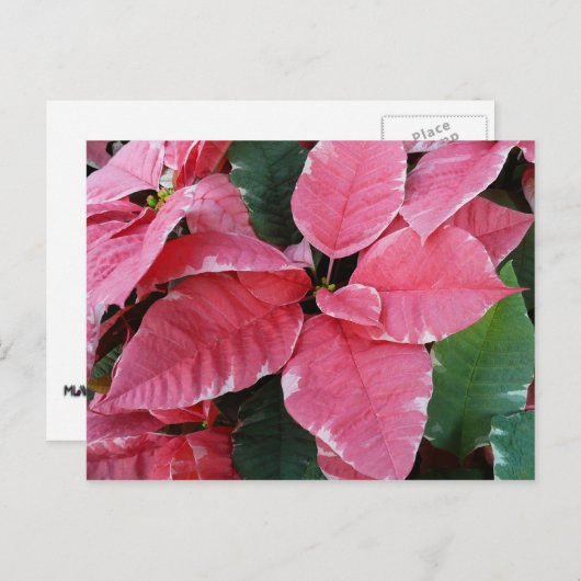 シルバースターマーブルポインセティアスピンクホリデイフローラ シーズンポストカード (正面/裏面)