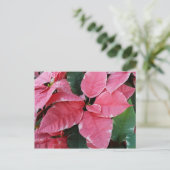 シルバースターマーブルポインセティアスピンクホリデイフローラ シーズンポストカード (スタンド正面)