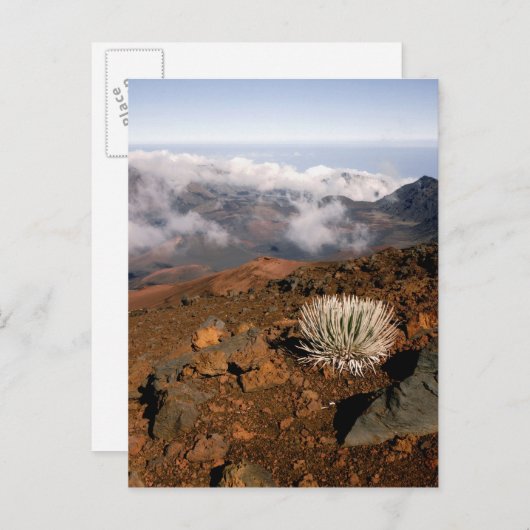 シルバーソードオンハレアカラクレーターリム3近く ポストカード (正面/裏面)