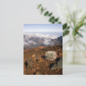 シルバーソードオンハレアカラクレーターリム3近く ポストカード (スタンド正面)