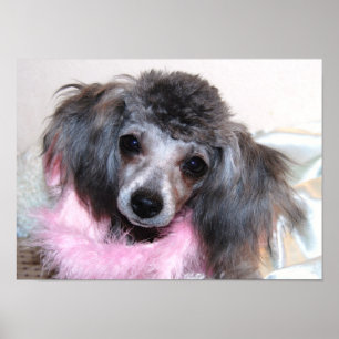 シルバートイプードル顔 ポスター