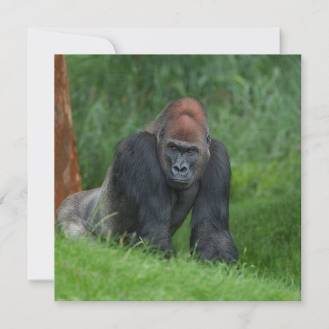 シルバーバックの穏やかな領域 (正面)