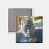 シルバーバックを打つ マグネット (正面/裏面)