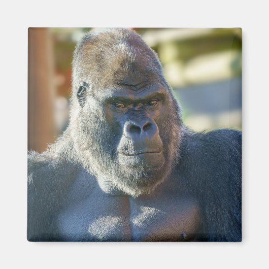 シルバーバックを打つ マグネット (正面)