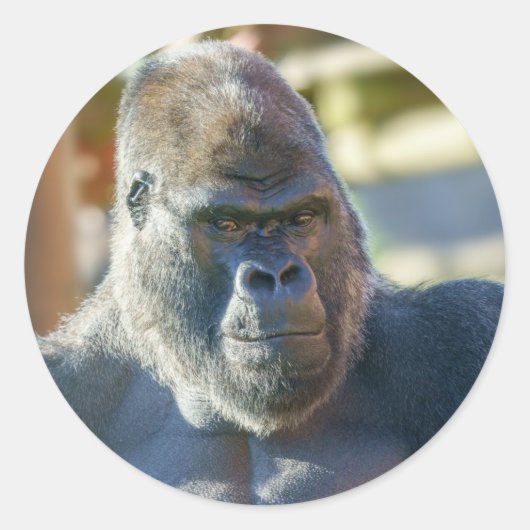 シルバーバックを打つ ラウンドシール (正面)