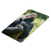 シルバーバックゴリラと彼の毛布 マグネット (左側)