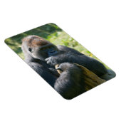 シルバーバックゴリラと彼の毛布 マグネット (右側)