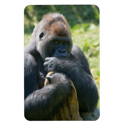 シルバーバックゴリラと彼の毛布 マグネット (縦)