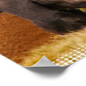 シルバーバックゴリラフォトプリント ポスター (角)