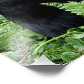 シルバーバックゴリラ写真プリント フォトプリント            (角)