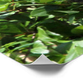 シルバーバックゴリラ ポスター (角)