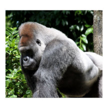 シルバーバックゴリラ