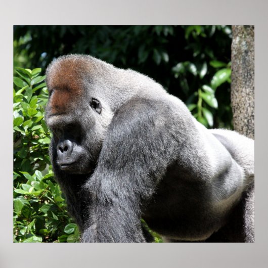 シルバーバックゴリラ ポスター (正面)