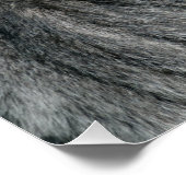 シルバーバックゴリラ ポスター (コーナー)