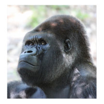 シルバーバックゴリラ