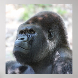 シルバーバックゴリラ ポスター