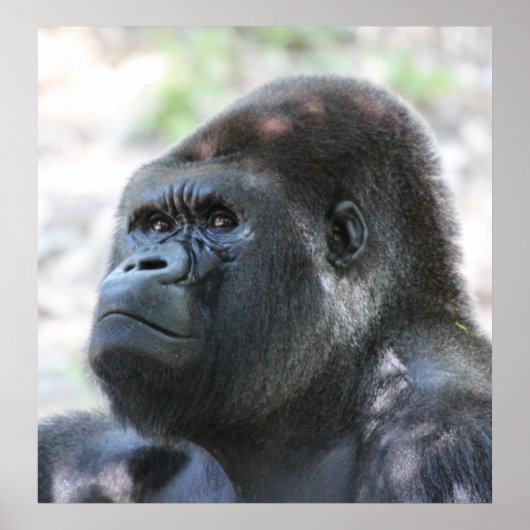 シルバーバックゴリラ ポスター (正面)