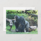 シルバーバックゴリラ #1 ポストカード (正面/裏面)