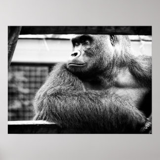 シルバーバックポスター ポスター