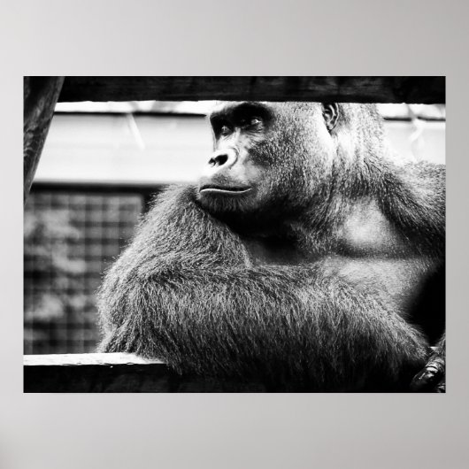 シルバーバックポスター ポスター (正面)