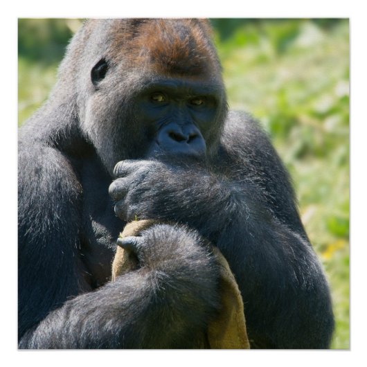 シルバーバック・ゴリラと彼の毛布ポスター ポスター (正面)