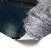 シルバーバック・ゴリラと彼の毛布ポスター ポスター (コーナー)