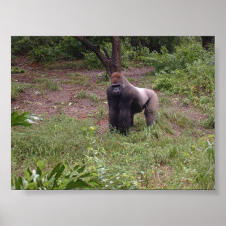 シルバーバック ポスター