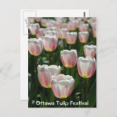 シルバーピンクのチューリップ ポストカード (正面/裏面)