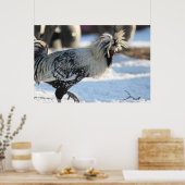 シルバーレースポーランドクレステッドのポスター ポスター (キッチン)