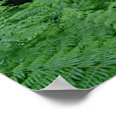 シルバー樺の木の木とシダ、シャーウッドの森 ポスター (角)