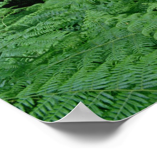 シルバー樺の木の木とシダ、シャーウッドの森 ポスター (角)