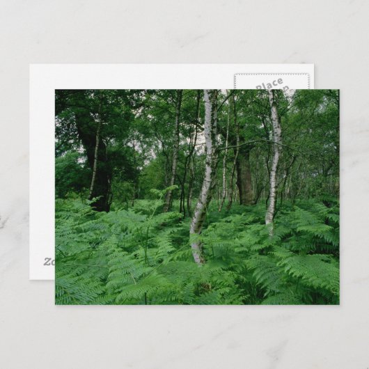 シルバー樺の木の木とシダ、シャーウッドの森 ポストカード (正面/裏面)