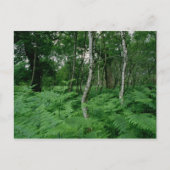 シルバー樺の木の木とシダ、シャーウッドの森 ポストカード (正面)
