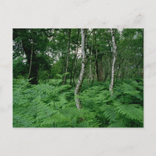 シルバー樺の木の木とシダ、シャーウッドの森 ポストカード (正面)