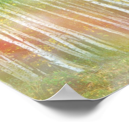 シルバー樺の木の木 ポスター (角)