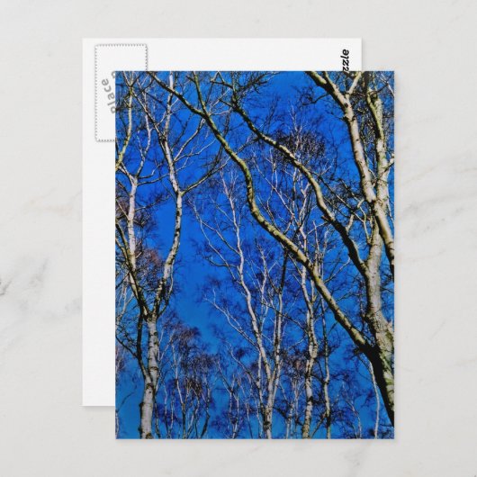 シルバー樺の木の木 ポストカード (正面/裏面)