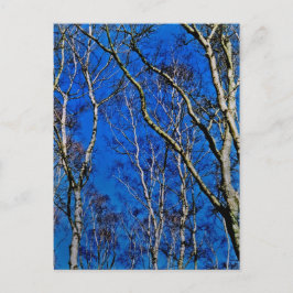 シルバー樺の木の木 ポストカード