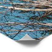 シルバー樺の木ブランチin the Sun ポスター (角)