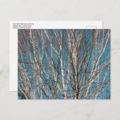シルバー樺の木ブランチin the Sun ポストカード (正面/裏面)