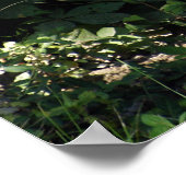 シルバー・バック・ゴリラの男性ポスター ポスター (角)