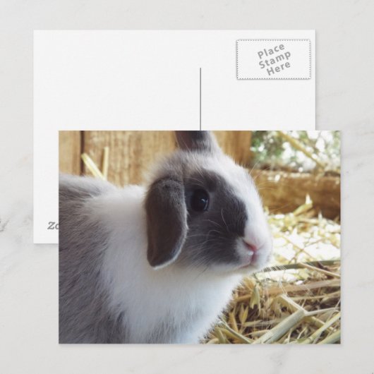 シルバー ポストカード (正面/裏面)